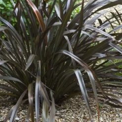 Phormium Cookianum Black Adder - Lin Des Montagnes.