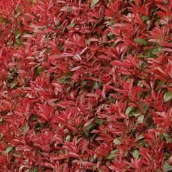 Photinia Fraseri Carré Rouge