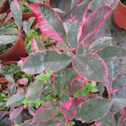 Photinia Fraseri Louise