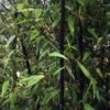 Bambou Noir - Phyllostachys Nigra