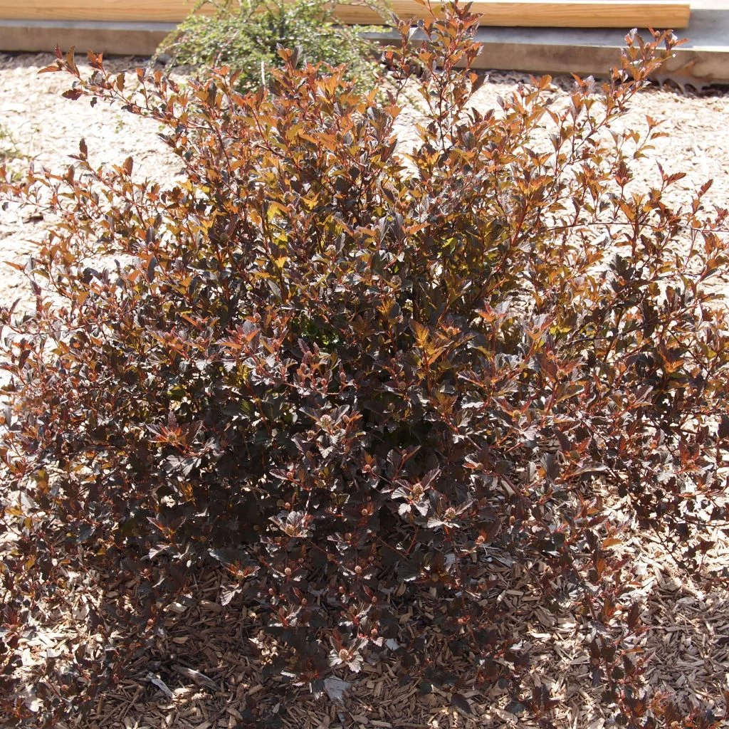 Physocarpus Opulifolius Little Devil