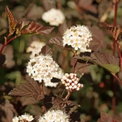 Physocarpus Opulifolius Perspektiva