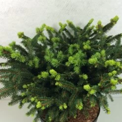 Epicea Commun - Picea Abies Hana Subutus