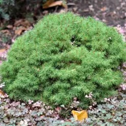 Epinette Blanche - Picea Glauca Alberta Globe