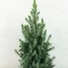 Epinette Blanche - Picea Glauca Conica Blue