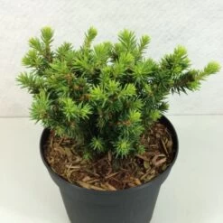 Epinette Blanche - Picea Glauca Cy's Wonder