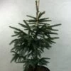 Epinette Noire - Picea Mariana Aurea