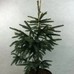 Epinette Noire - Picea Mariana Aurea