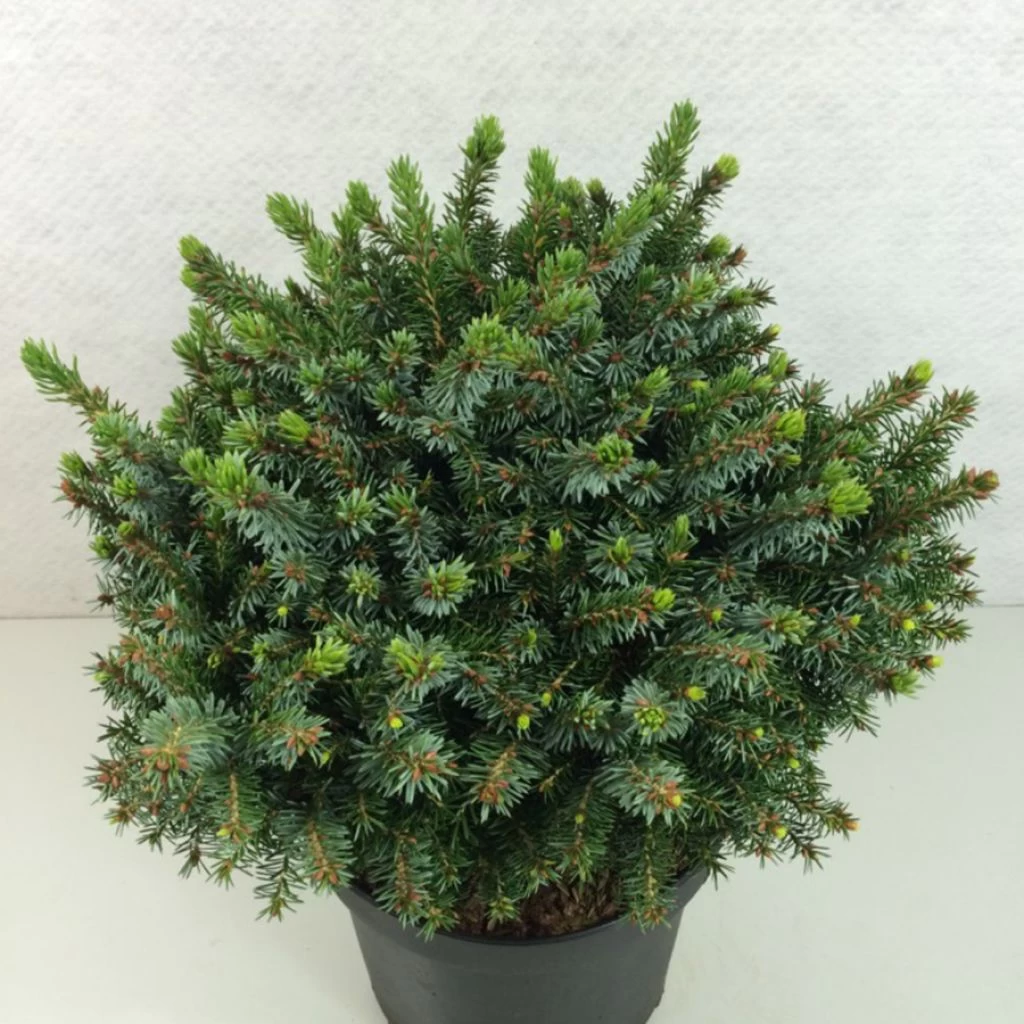 Epicea De Serbie - Picea Omorika Morava