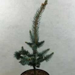 Picea Pungens Iseli Foxtail - Epicea Bleu