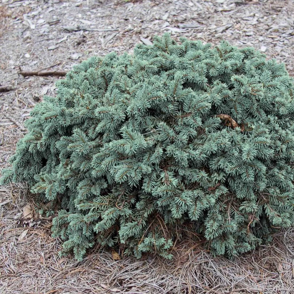 Epicea Bleu - Picea Pungens Waldbrunn