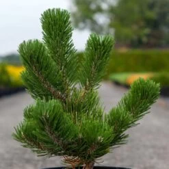 Pin Noir - Pinus Nigra Oregon Green