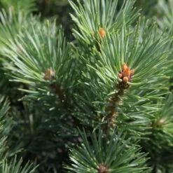Pinus Sylvestris Watereri - Pin Sylvestre