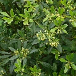 Pittosporum Heterophyllum - Oranger De Chine