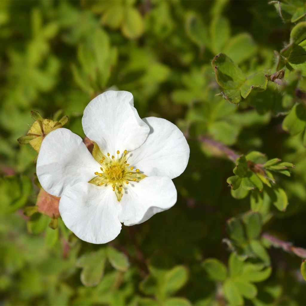 Potentille Arbustive - Potentilla Fruticosa Bella Bianca