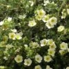 Potentille Arbustive - Potentilla Fruticosa Creamissima