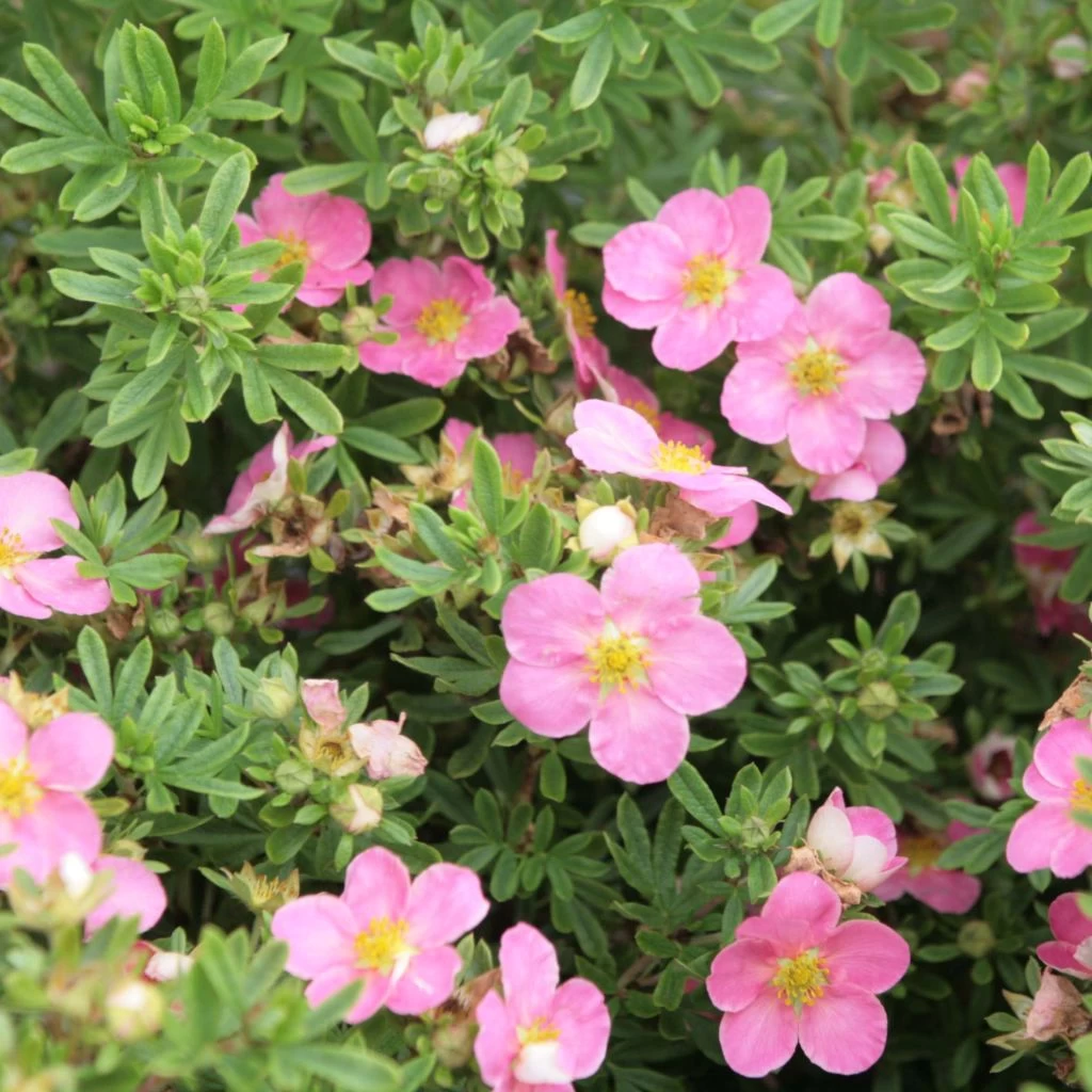Potentilla Fruticosa Lovely Pink- Potentille Arbustive