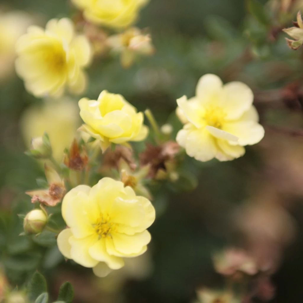 Potentilla Fruticosa Lemon Meringue- Potentille Arbustive