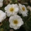 Potentilla Fruticosa Creme Brulée- Potentille Arbustive