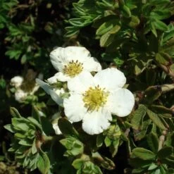 Potentilla Fruticosa Tilford Cream- Potentille Arbustive
