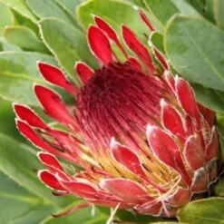 Protea Eximia - Protée à Feuilles Larges