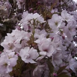 Prunus Serrulata Amanogawa