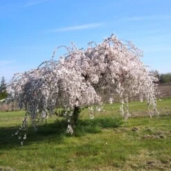 Cerisier à Fleurs - Prunus Snow Fountains