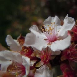 Ragouminier - Prunus Tomentosa