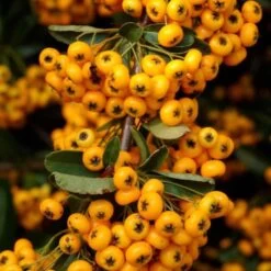Pyracantha Coccinea Saphyr Jaune - Buisson Ardent