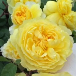 Rosier David Austin The Poet's Wife