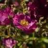 Rosier Arbustif Violet Hood