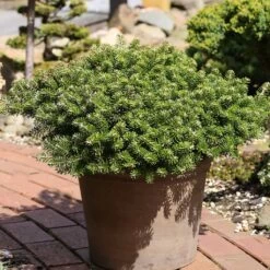 Sapin De Corée Nain - Abies Koreana Green Carpet