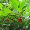 Schisandra Chinensis - Baie Aux 5 Saveurs