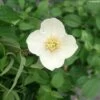 Seringat Du Mexique - Philadelphus Mexicanus