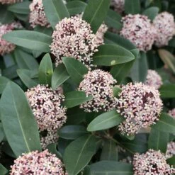 Skimmia Japonica Godrie's Dwarf - Skimmia Du Japon Nain