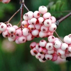 Sorbier - Sorbus Arnoldiana Pink Veil