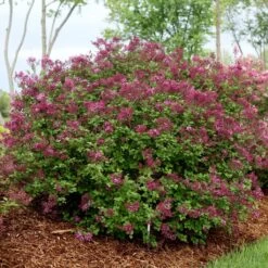 Lilas Bloomerang Dark Purple - Syringa Nain Hybride Remontant