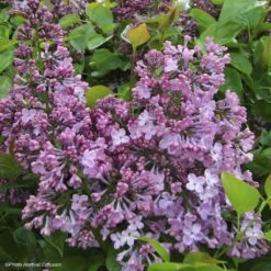Lilas à Fleurs De Jacinthe - Syringa Hyacinthiflora Maiden's Blush