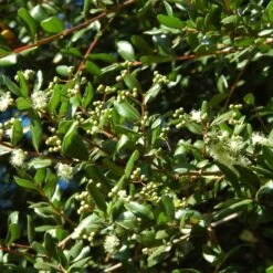 Temu Divaricatum Heaven Scent - Blepharrocalix Cruckshanksii