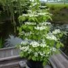 Viorne - Viburnum Plicatum Kilimandjaro