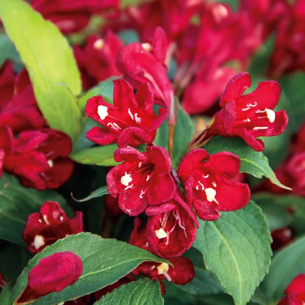 Weigelia Hybride Cherry Love