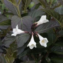 Weigela Florida Ebony And Ivory