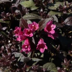 Weigela Florida Minor Black