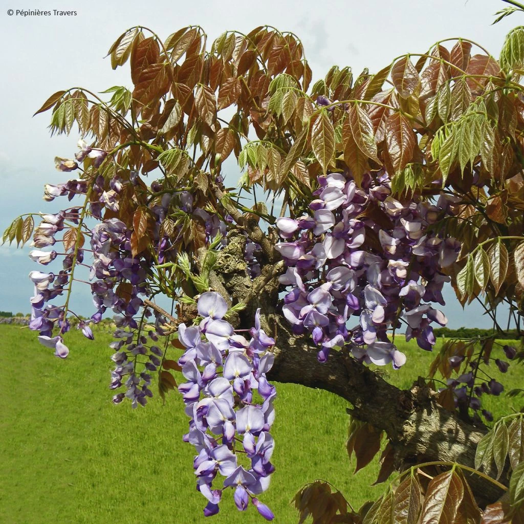 Glycine De Chine Blue Line - Wisteria Sinensis