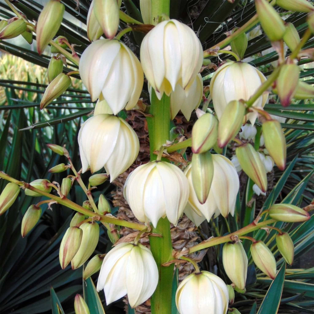 Yucca Gloriosa - Dague Espagnole