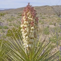 Yucca Torreyi - Yucca De Torrey