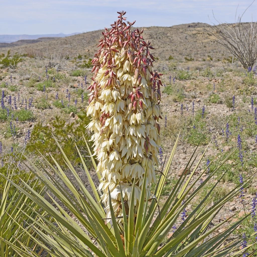 Yucca Torreyi - Yucca De Torrey