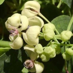 Akebia Quinata Cream Form