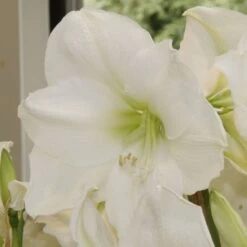 Amaryllis Christmas Gift