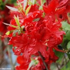 Azalée De Chine Wallowa Red - Rhododendron Hybride